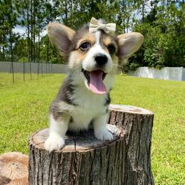 Hope - Black and tan female American Corgi puppy in Florida from Sunrise Corgis