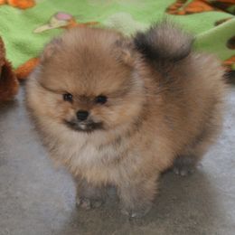 Pomeranian All Grown Up from Royal Tee Poms
