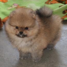 Pomeranian All Grown Up from Royal Tee Poms