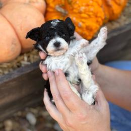 Dice - Parti male Poodle puppy in Wharton, Texas from In the Red Poodles
