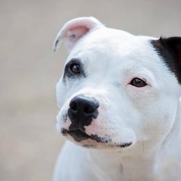 Raynee - Staffordshire Bull Terrier
