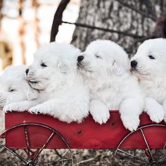 Border Collie and Maremma Sheepdog Puppies from 2J 2K Border Collies & Maremma Sheepdogs