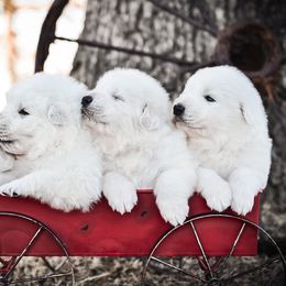 Border Collie and Maremma Sheepdog Puppies from 2J 2K Border Collies & Maremma Sheepdogs