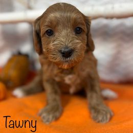 Girl 1 - Apricot female Cavapoo puppy in North Branch, Minnesota from Rosie’s Pups MN