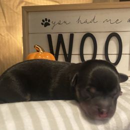 Chihuahua Puppies from Tulum Chihuahuas