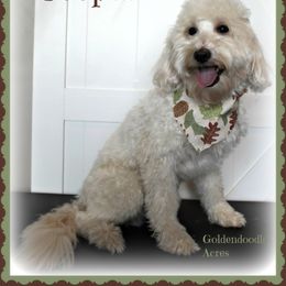 Cooper - Goldendoodle