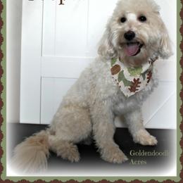 Cooper - Goldendoodle