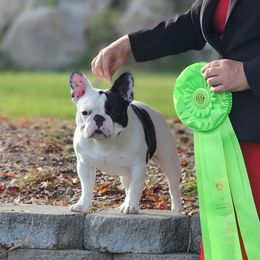 French Bulldogs and Rottweilers from Templinhaus Rottweilers