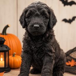 Natasha (Black Widow) - Black female Poodle puppy in Lecanto, Florida from Lecanto Puppy