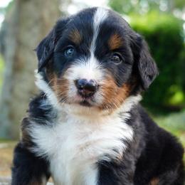 Marcel - Tri-color male Bernedoodle puppy in Folsom, Louisiana from DoodlesFarmCo