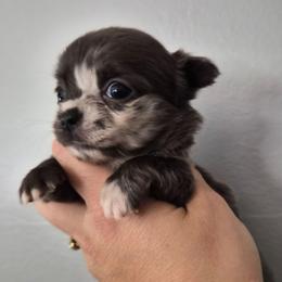 Visenya - Blue female Chihuahua puppy in Silver Summit, Utah from Snow Peak Kennel