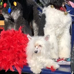 Chinese Cresteds and Poodles from Posh Poodles & Chinese Cresteds