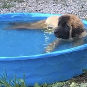 Great Pyrenees and Leonberger Puppies from Easter Acres