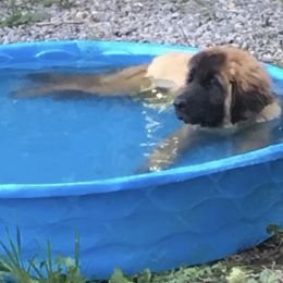 Great Pyrenees and Leonberger Puppies from Easter Acres