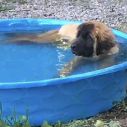 Great Pyrenees and Leonberger Puppies from Easter Acres