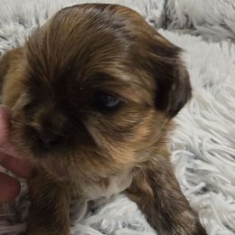 Kobi - Chocolate male Shih Tzu puppy in Filer, Idaho from Shih Tzu Kennels
