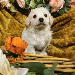 Maltipoo Puppies from Cupcake Cuties