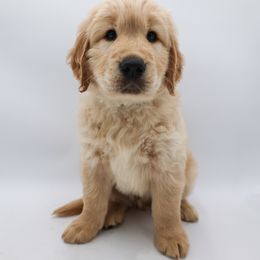 Golden Retriever Puppies from Wild Hearts Goldens