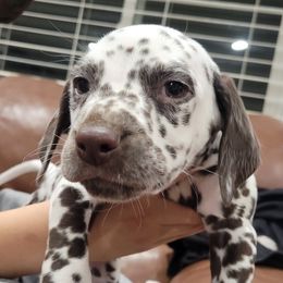 Dalmatian Puppies from RMS Dalmatians
