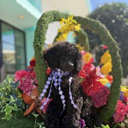 Princess Danity. - Black female Poodle puppy in Houston, Texas from The Standards