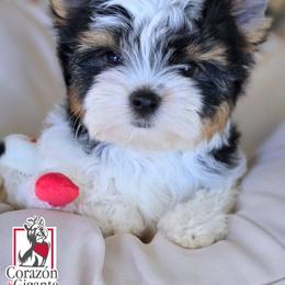 Biewer Terrier and Yorkshire Terrier Puppies from Corazon de gigante