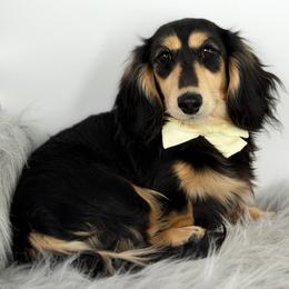 Lucy - Dachshund