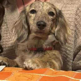 Emma - Dachshund