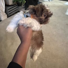 Shih Tzu Puppies from Patton's Shih Tzus