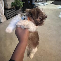 Shih Tzu Puppies from Patton's Shih Tzus