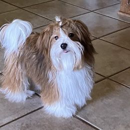 Ember - Havanese