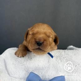 Hiccup - Cream male Goldendoodle puppy in Utah County, Utah from Big Hearted Breeders