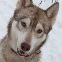 Rose Quartz - Siberian Husky