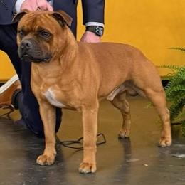 Dorian - Staffordshire Bull Terrier