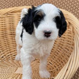 Prongs - Tri-color male Bernedoodle puppy in Apache Junction, Arizona from Coffey House Doodles