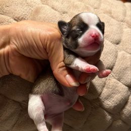 Brown and white girl - Fawn and white female Chihuahua puppy in Summerfield, Florida from Uey’s Chihuahuas