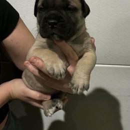 Versace - Fawn female Bullmastiff puppy in South Attleboro, Massachusetts from Bessettes Bullies