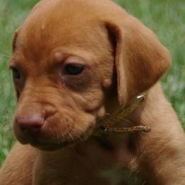 Vizslas from Jury's Major