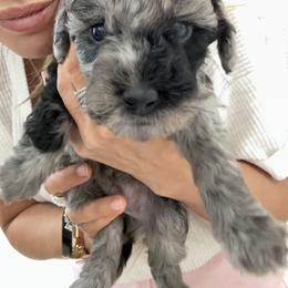 Blue Merle Female - Merle female Goldendoodle puppy in Clarksville, Tennessee from Tennessee Goldendoodles, since 2014