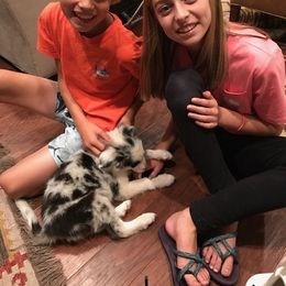 Border Collie Puppies from Cascade Sun Kennels