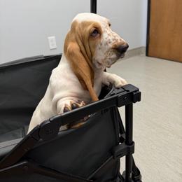 Green collar Male - Red and white male Basset Hound puppy in Columbia, South Carolina from Pawmetto Hounds