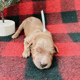 Goldendoodle and Poodle Puppies from Desert Born Kennel