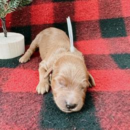 Goldendoodle and Poodle Puppies from Desert Born Kennel