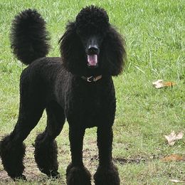 Poodles from North Star Poodles