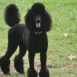 Poodles from North Star Poodles