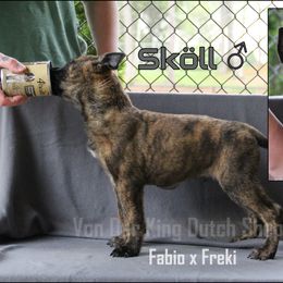 Skoll - Dutch Shepherd puppy from Von Der King Working Dogs