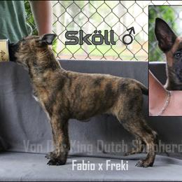 Skoll - Dutch Shepherd puppy from Von Der King Working Dogs