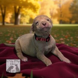 Dark Red collar (burgundy) - Silver male Great Dane puppy in Lore City, Ohio from Windy Ridge Danes