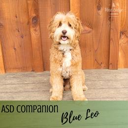 Leo - Australian Labradoodle