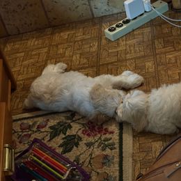 Miniature Schnauzer Puppies from Bella's Mini Schnauzers