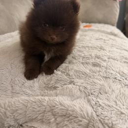 Pomeranians from PomPom-Angels
